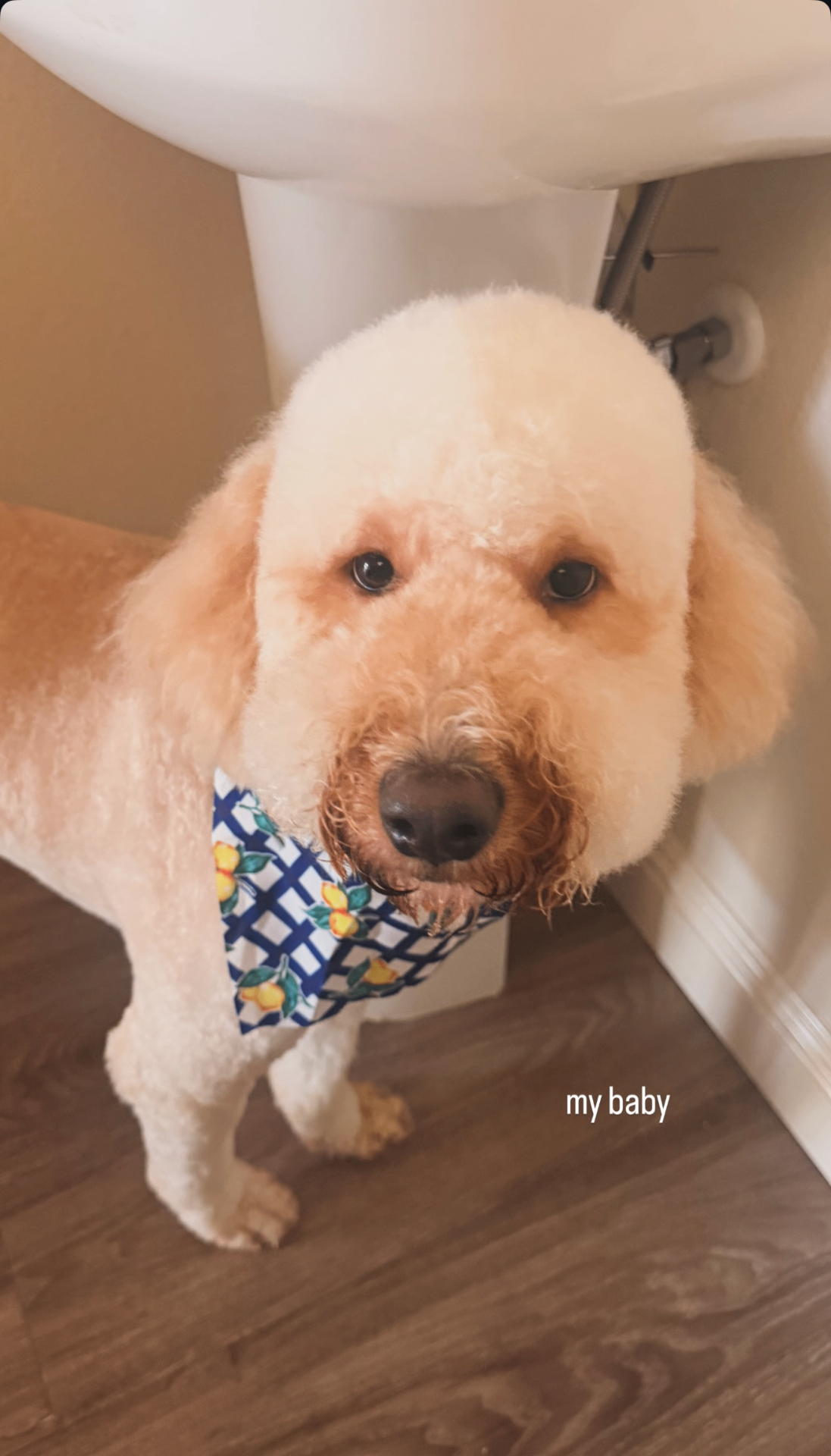 A cream Goldendoodle in a lemon-print bandana at home with a Kid's Best Doodle family in Lancaster, California
