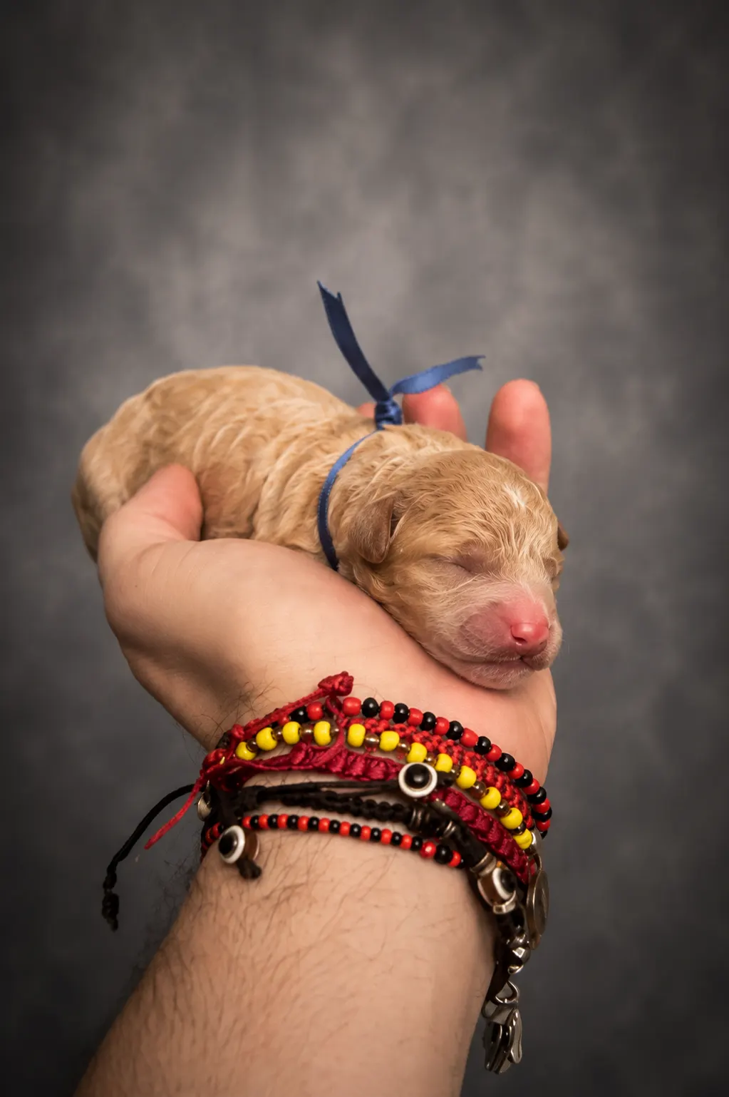 Newborn cream Goldendoodle puppy with a blue ribbon resting safely in a hand