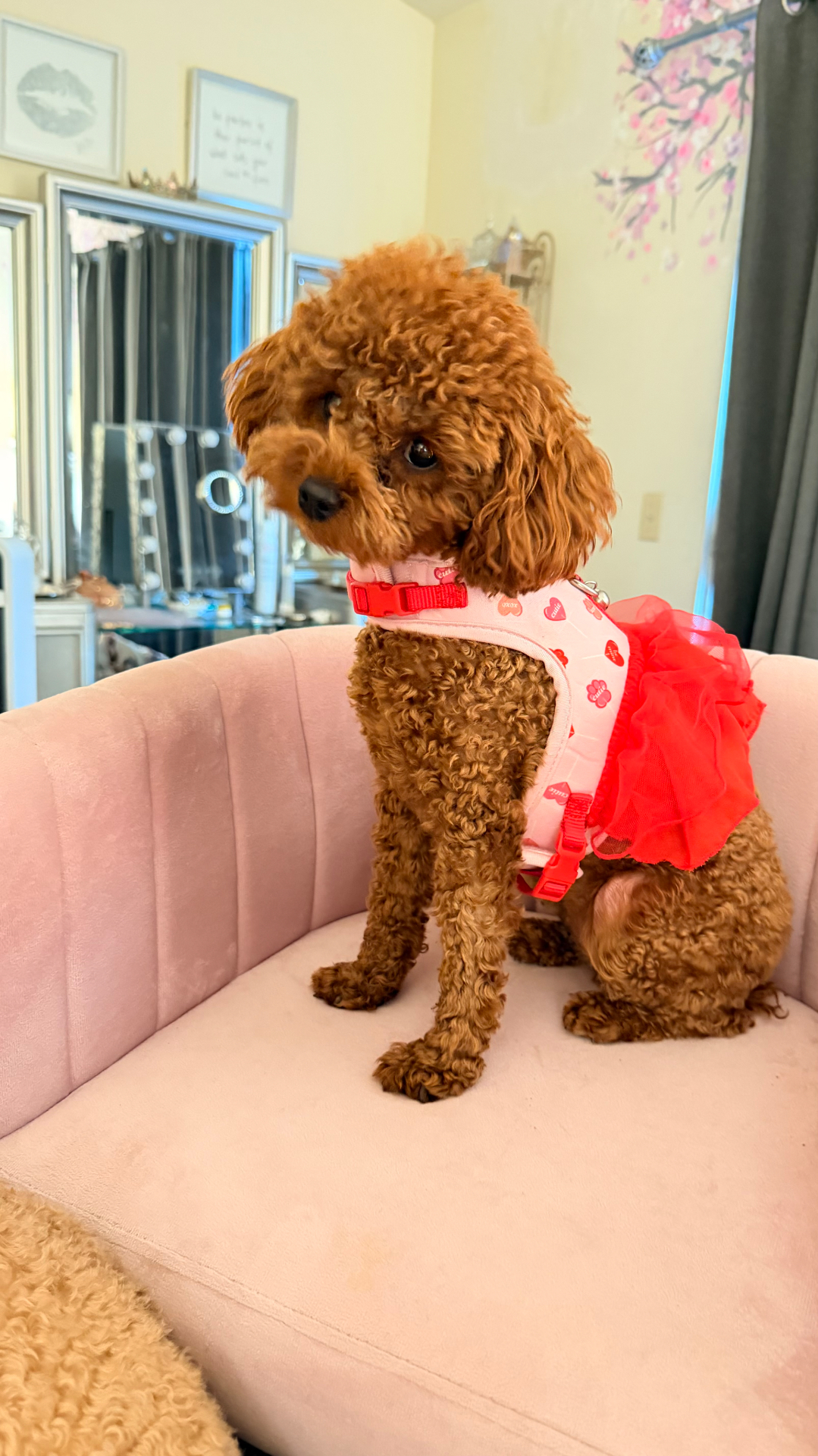 A petite red Goldendoodle puppy from Kid's Best Doodle resting on a velvet chair