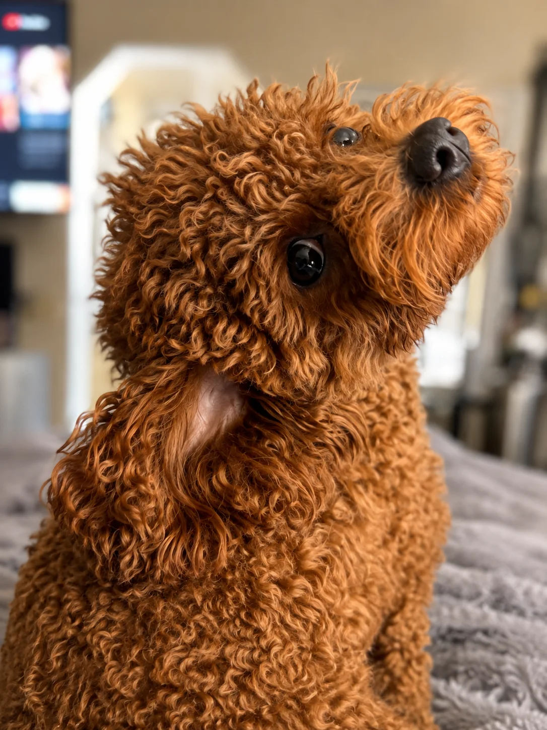 Home-raised red Goldendoodle puppy tilting her head indoors at Kid's Best Doodle in Lancaster, California