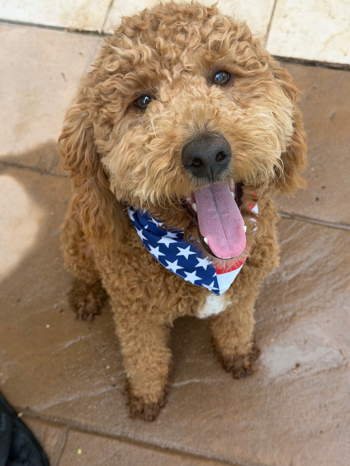 A red Kid's Best Doodle Goldendoodle wearing an American flag bandana in Los Angeles, California
