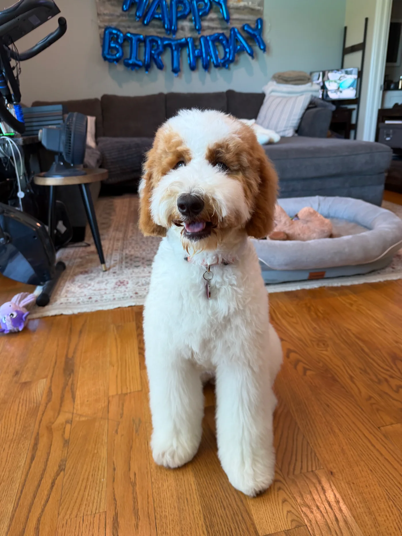 A cream and apricot parti Goldendoodle standing in a family living room beneath birthday balloons