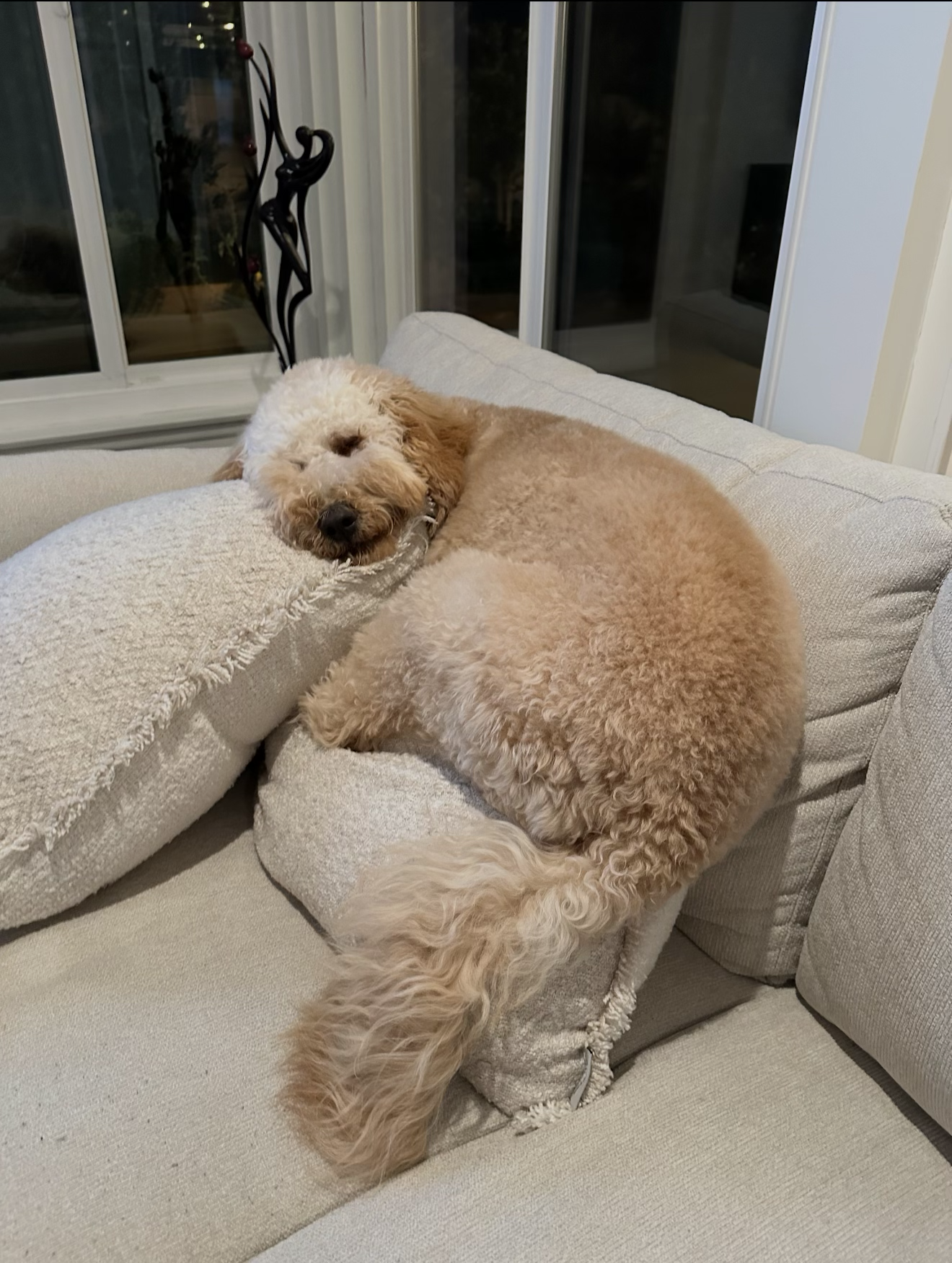 A cream Goldendoodle from Kid's Best Doodle asleep and settled on the sofa pillows after a concierge homecoming