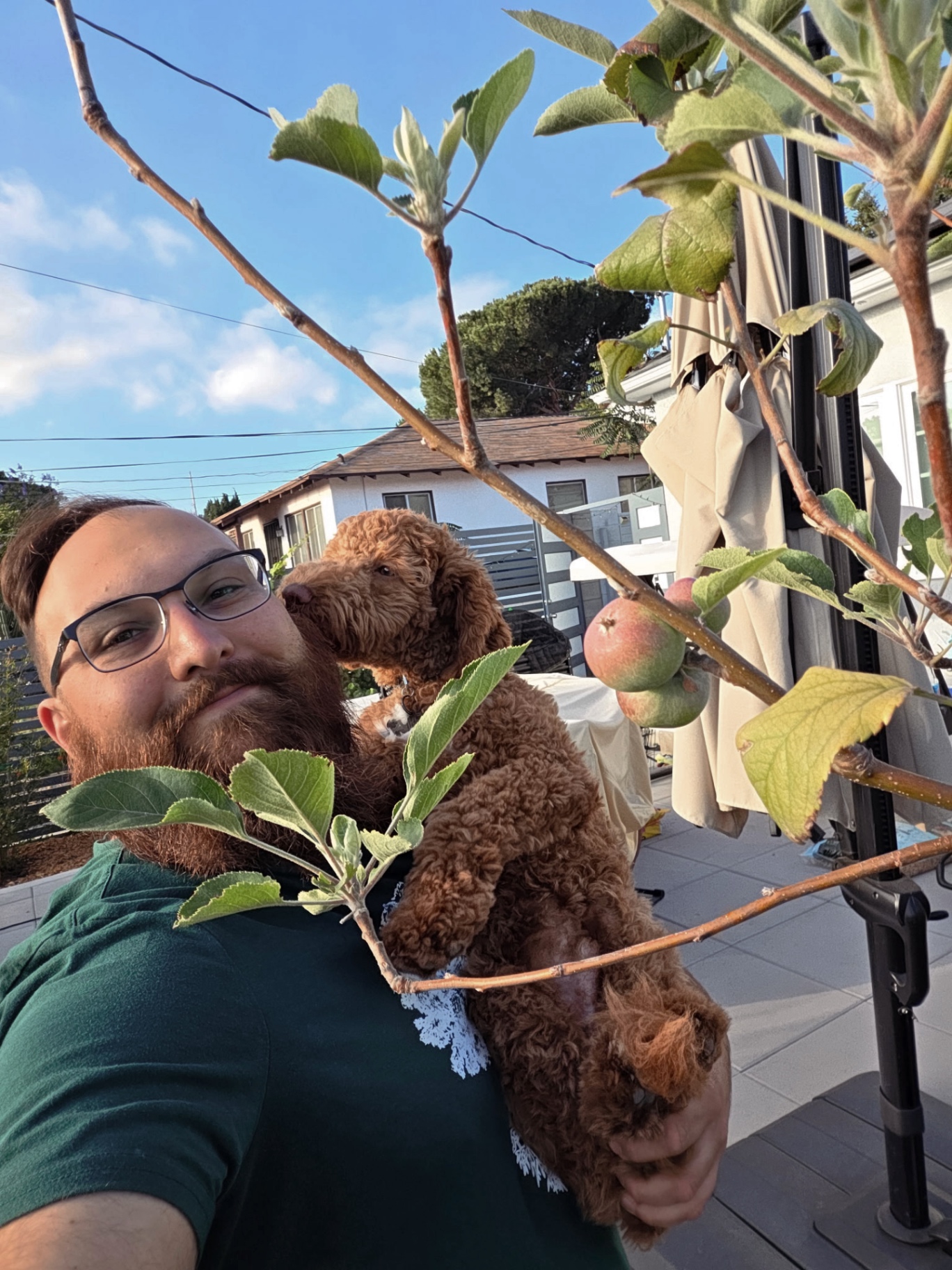 A Kid's Best Doodle dad holding his red mini Goldendoodle puppy next to a backyard apple tree in California