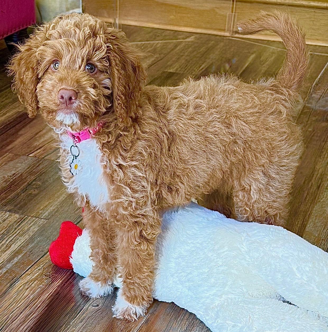 Parti Goldendoodle