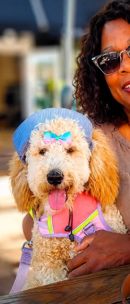 A woman in sunglasses holding her cream and apricot parti Goldendoodle outdoors