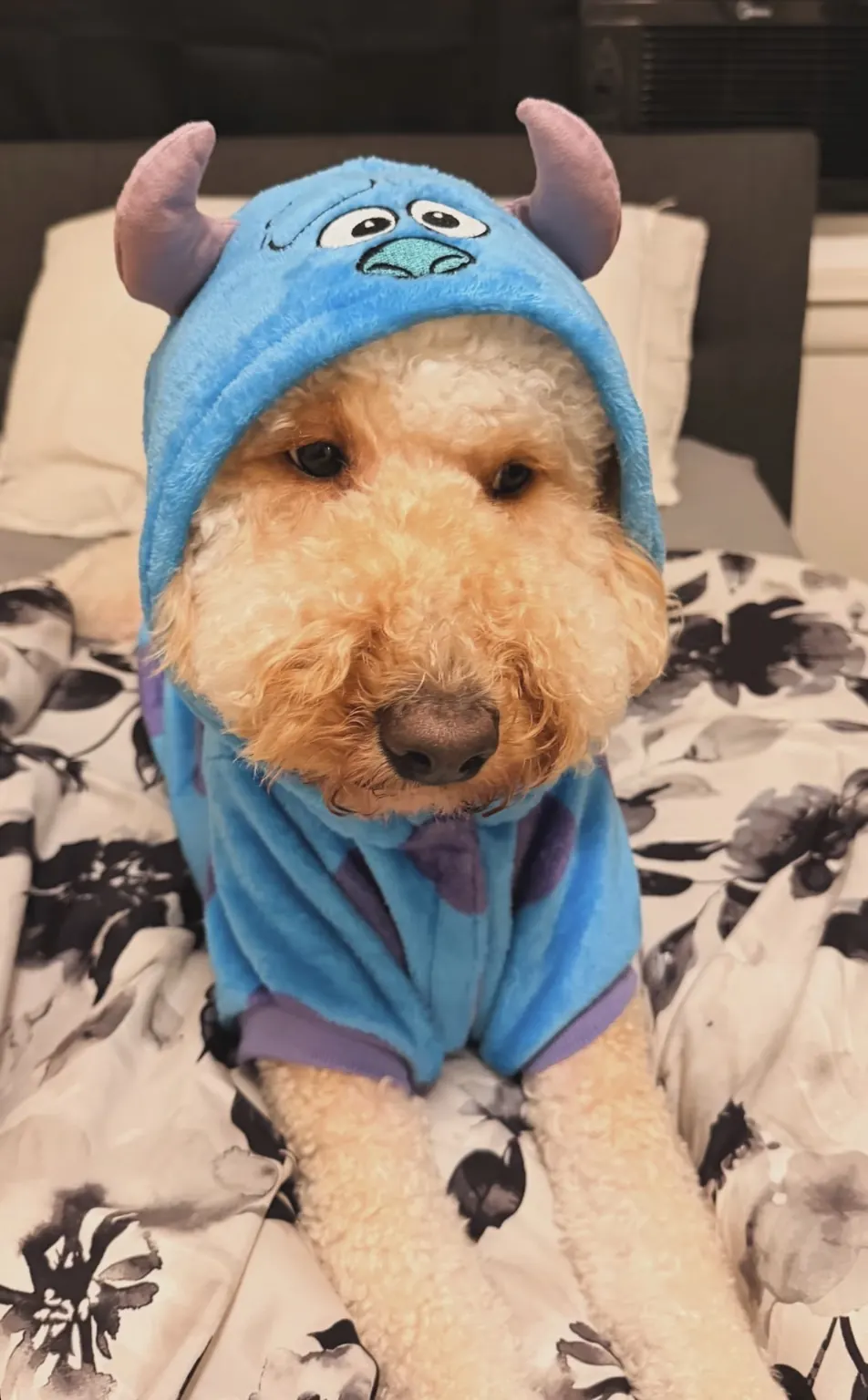 A cream adult Goldendoodle wearing a playful blue character costume on a bed