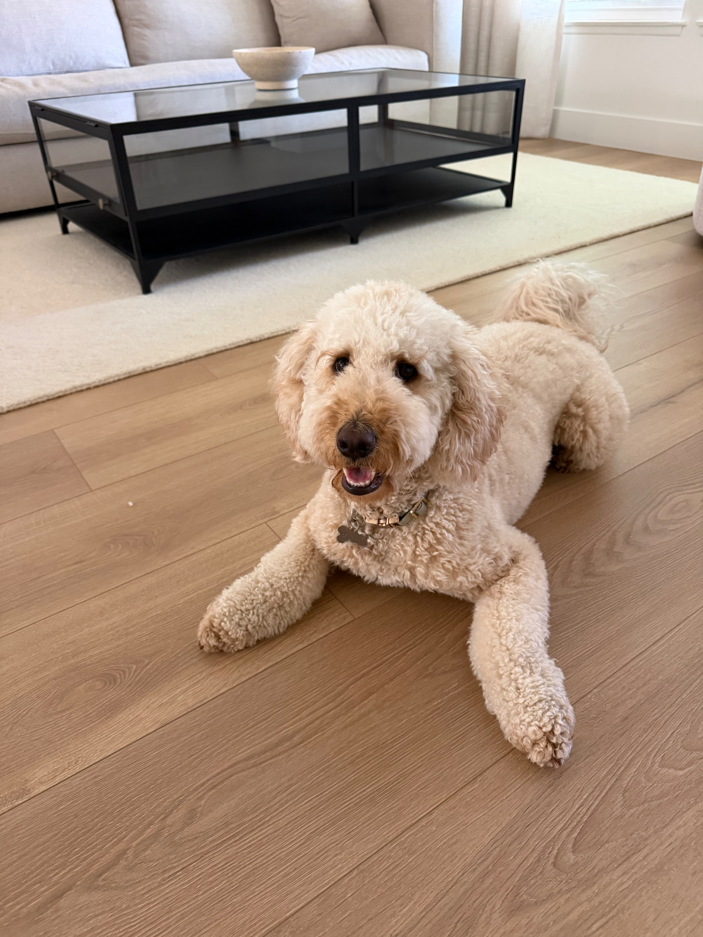 Cream Goldendoodle