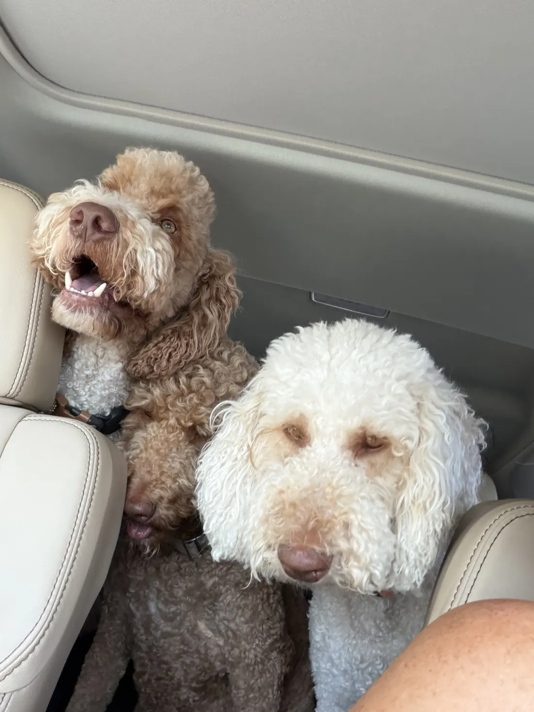 Three adult Goldendoodles sitting together in the back of a vehicle