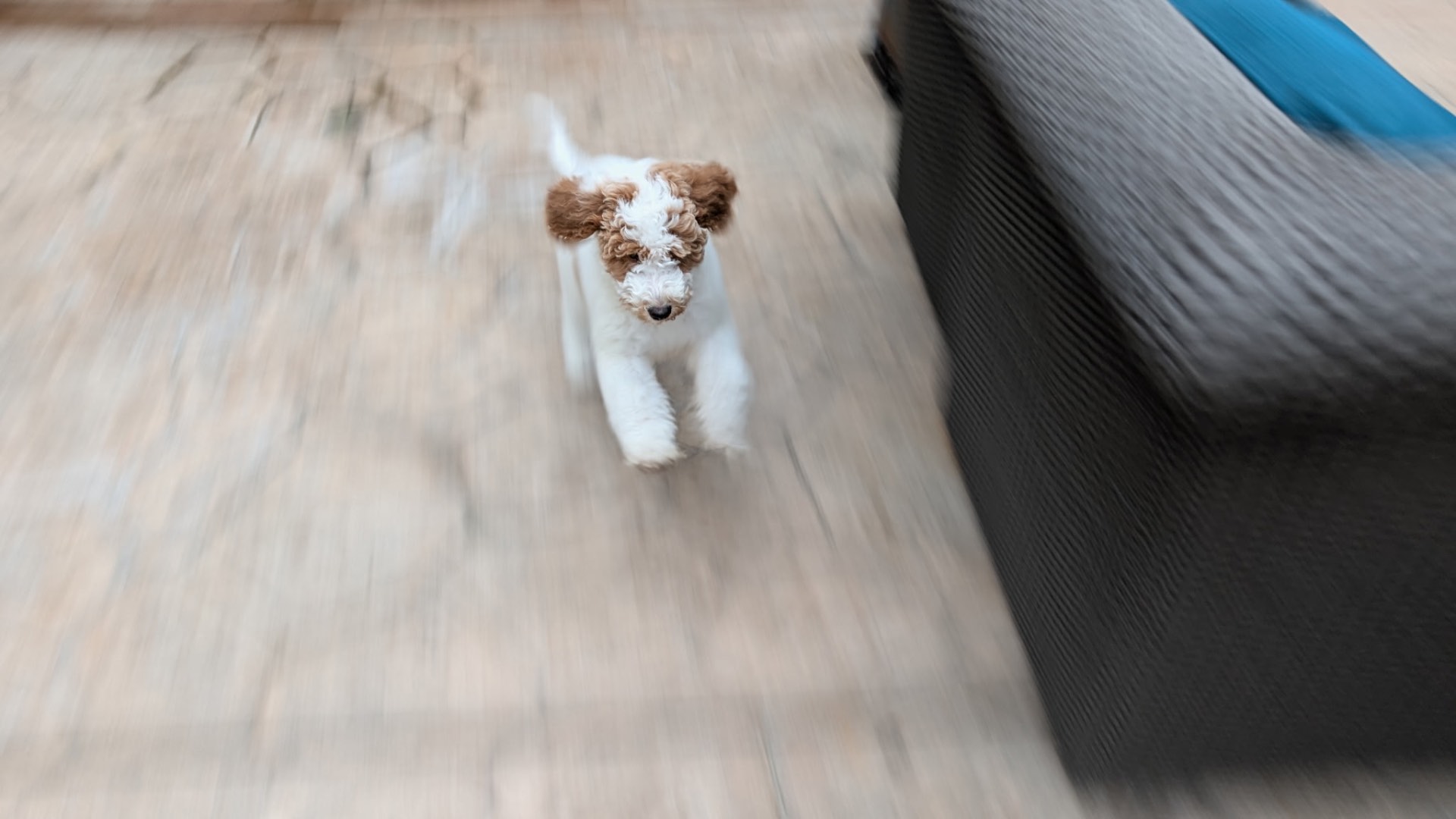 A Kid's Best Doodle mini Goldendoodle puppy running through his new family's home in California on day one