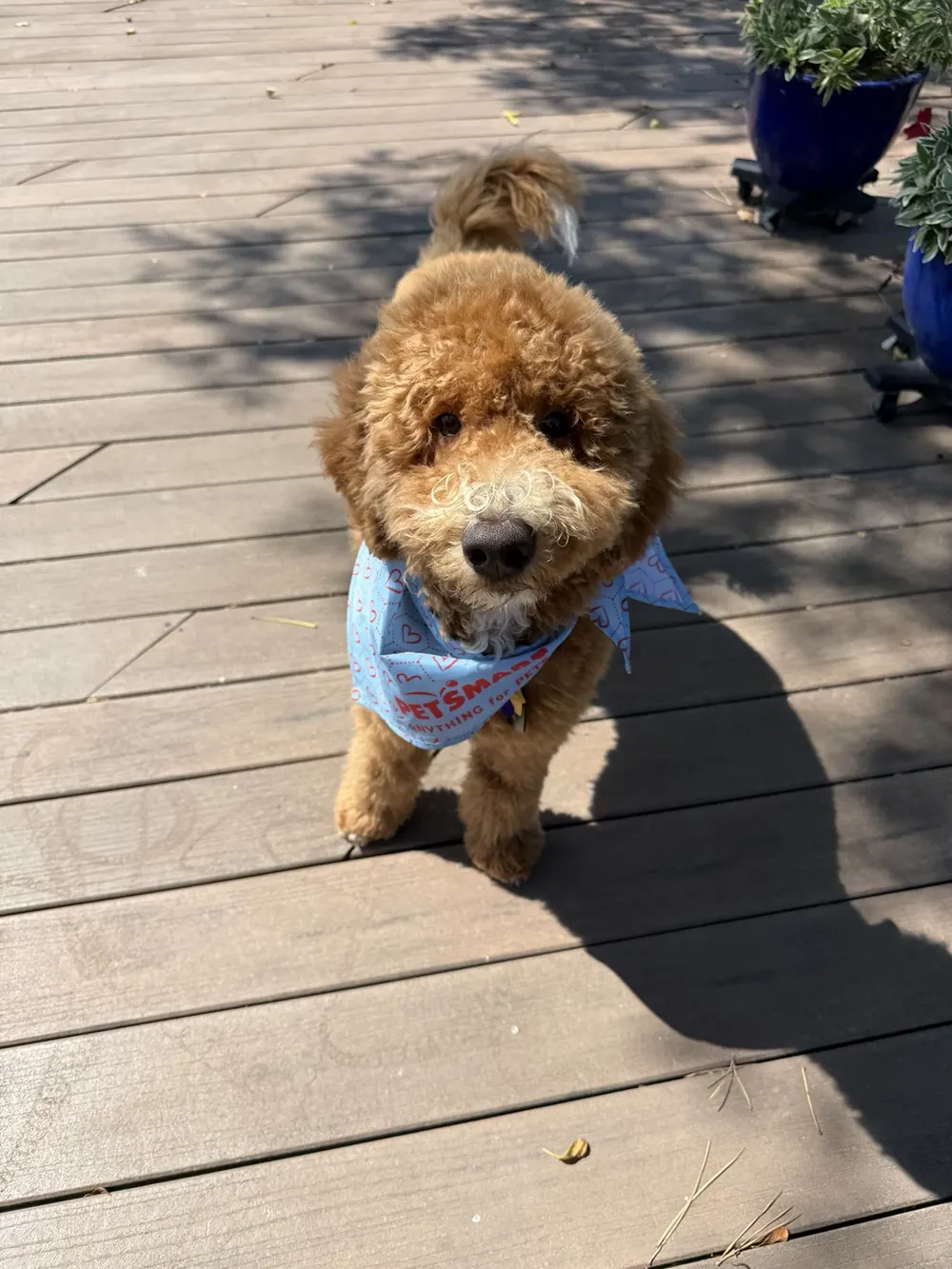 A red Goldendoodle standing on a sunny deck wearing a blue bandana