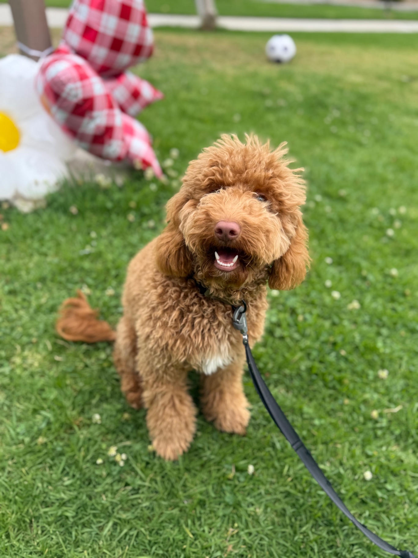 A red mini Kid's Best Doodle Goldendoodle sitting on the grass beside a birthday balloon in Lancaster, California