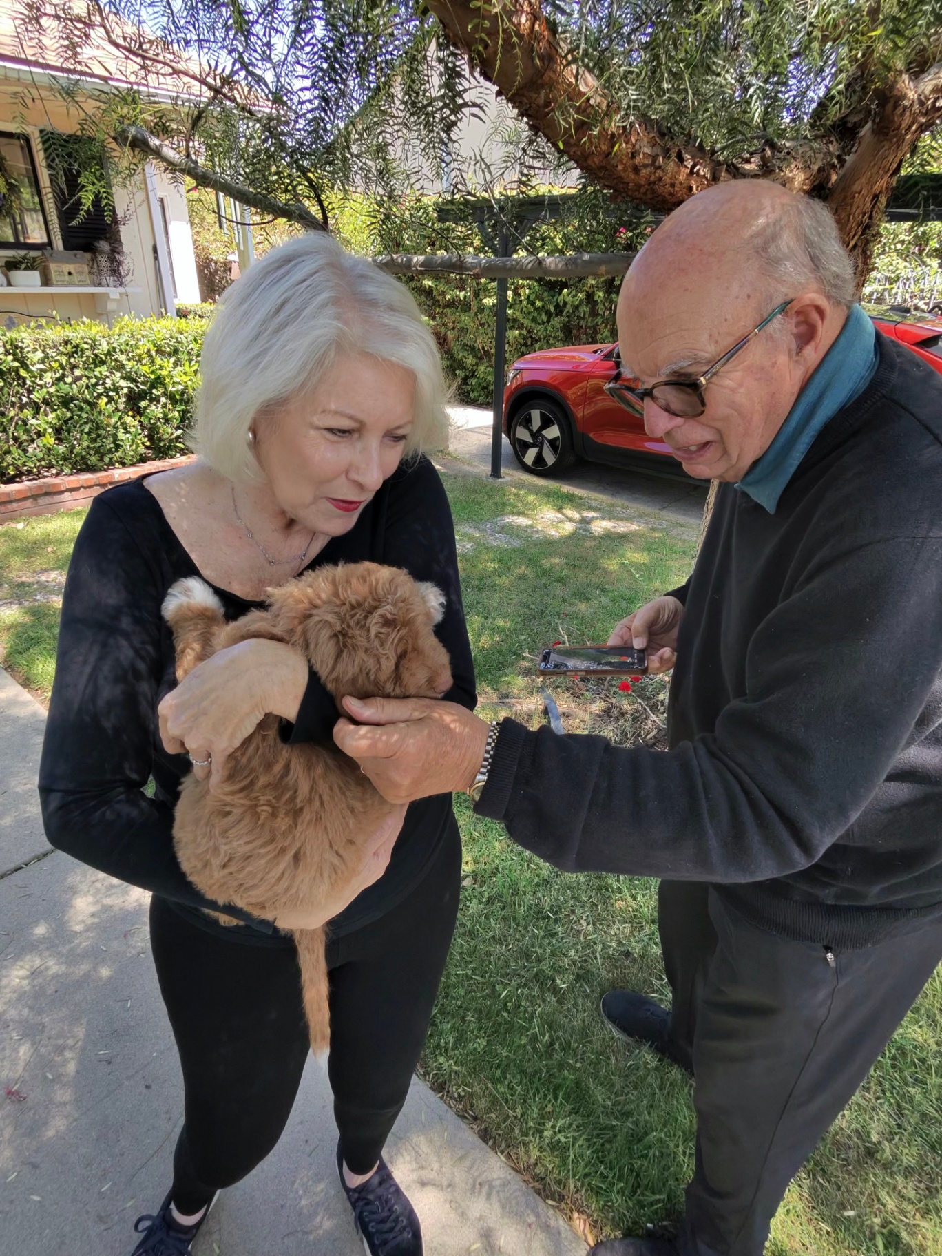 An older couple examining their Goldendoodle puppy outdoors — lifetime breeder support from Kid's Best Doodle