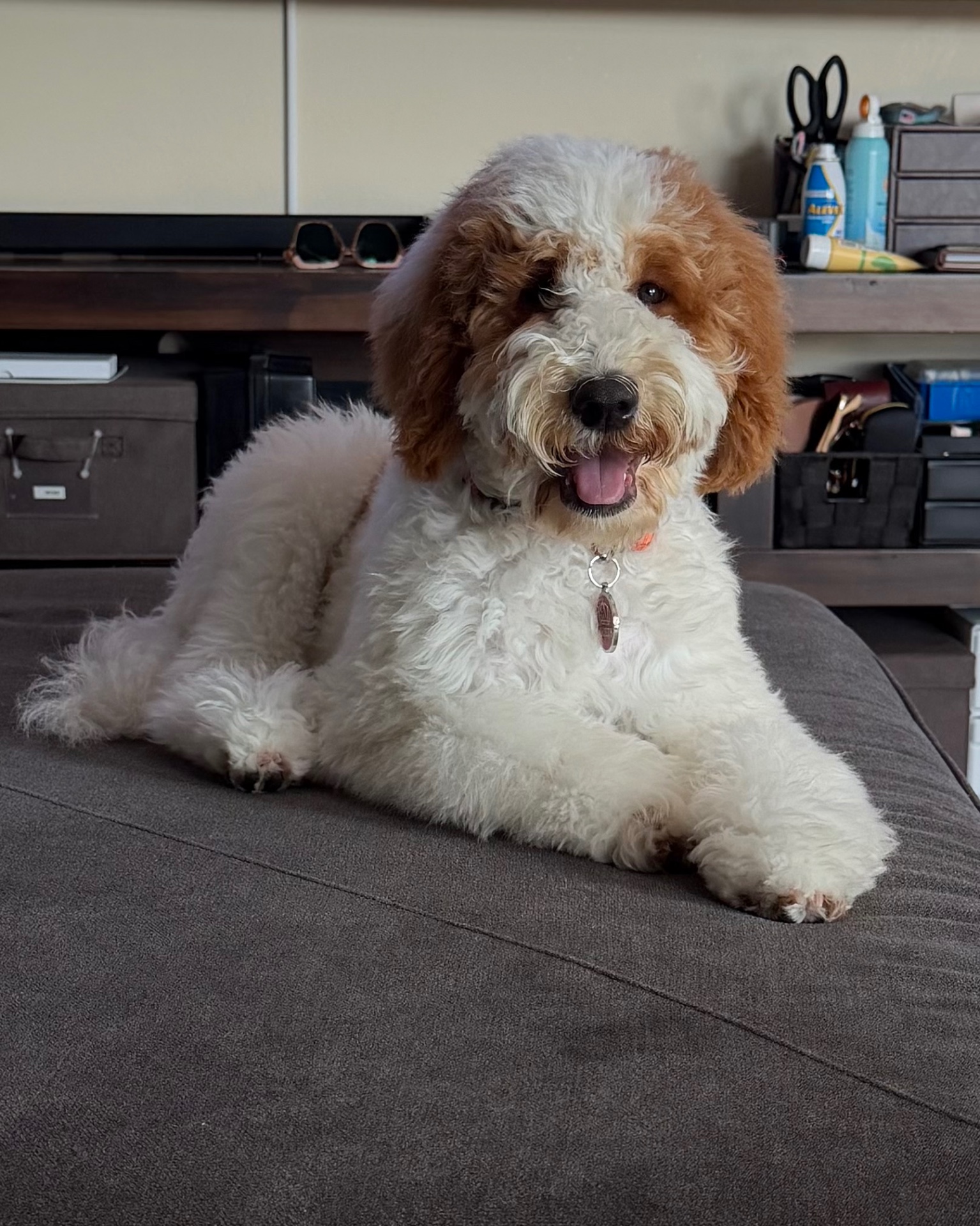 A parti-colored Kid's Best Doodle Goldendoodle relaxing in a Lancaster, California family living room
